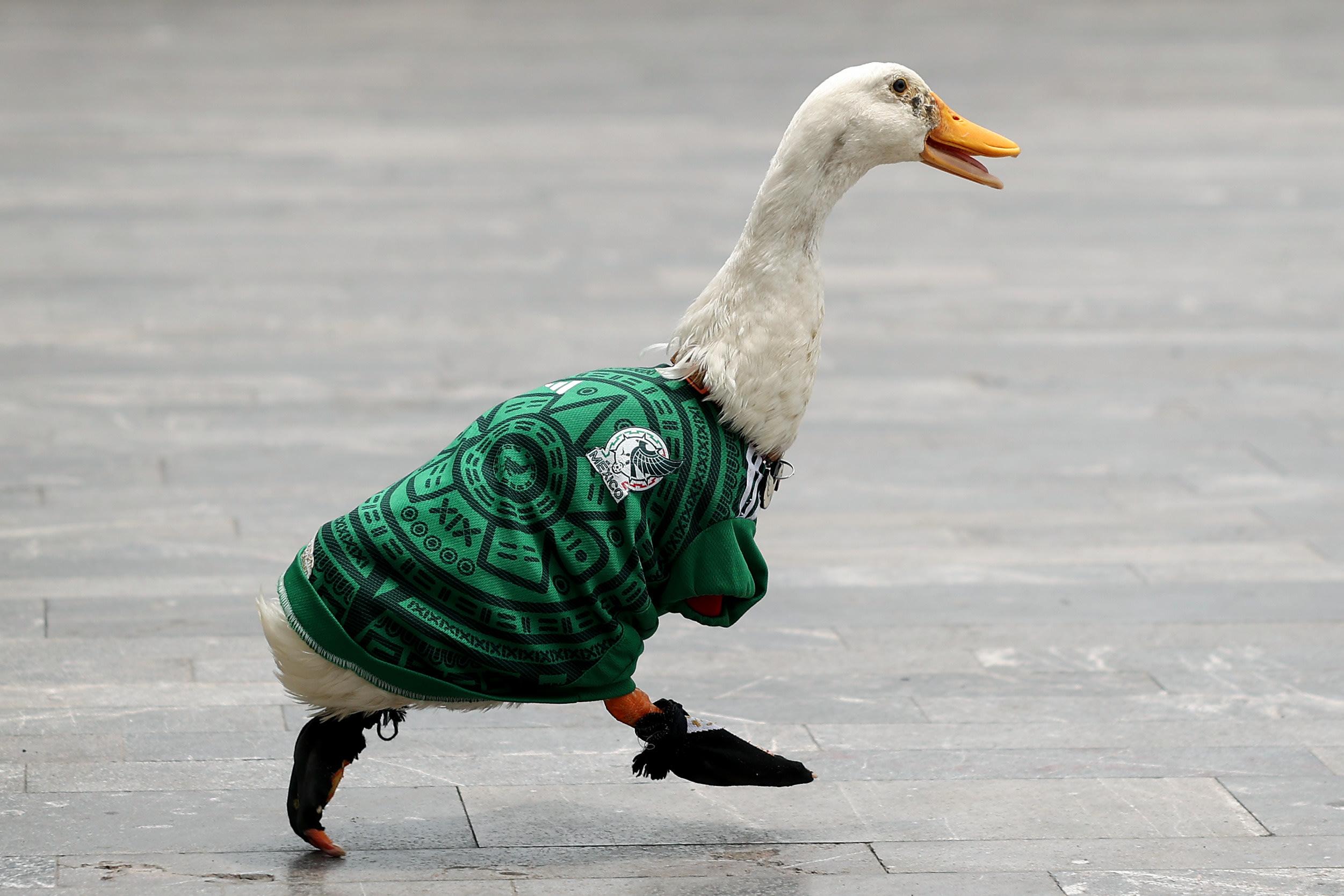 Merlin the duck